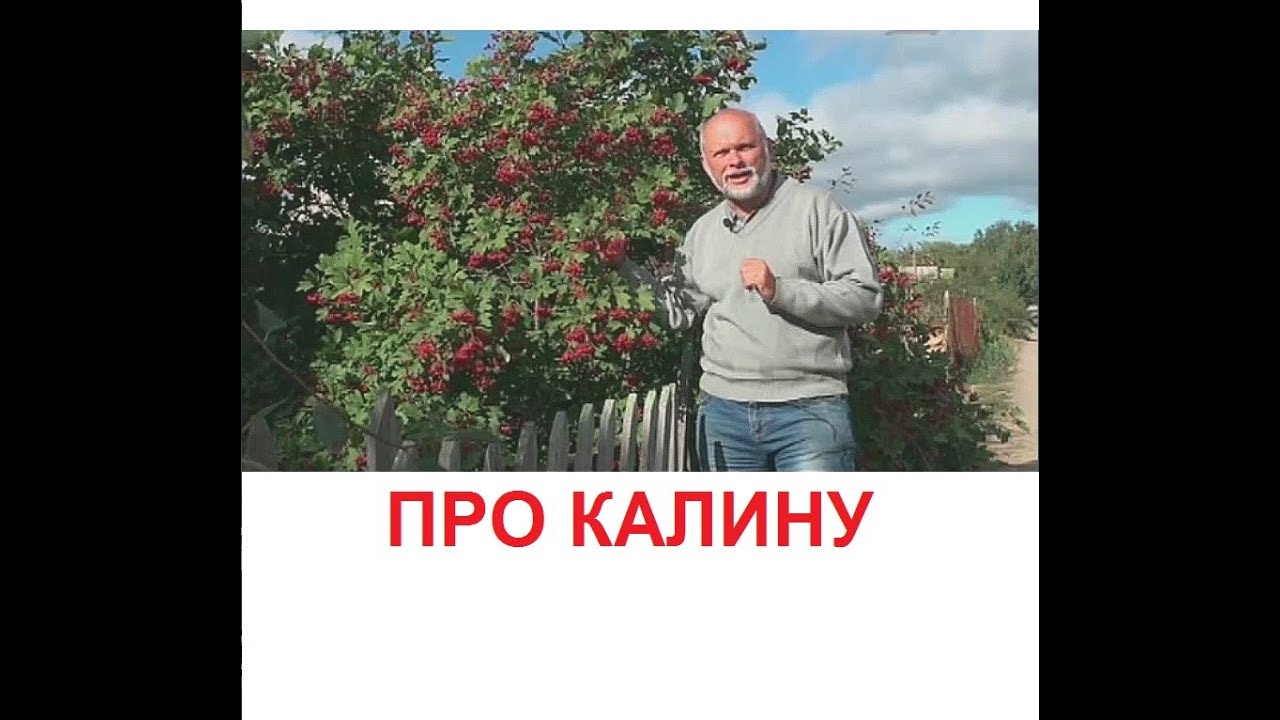 О калине