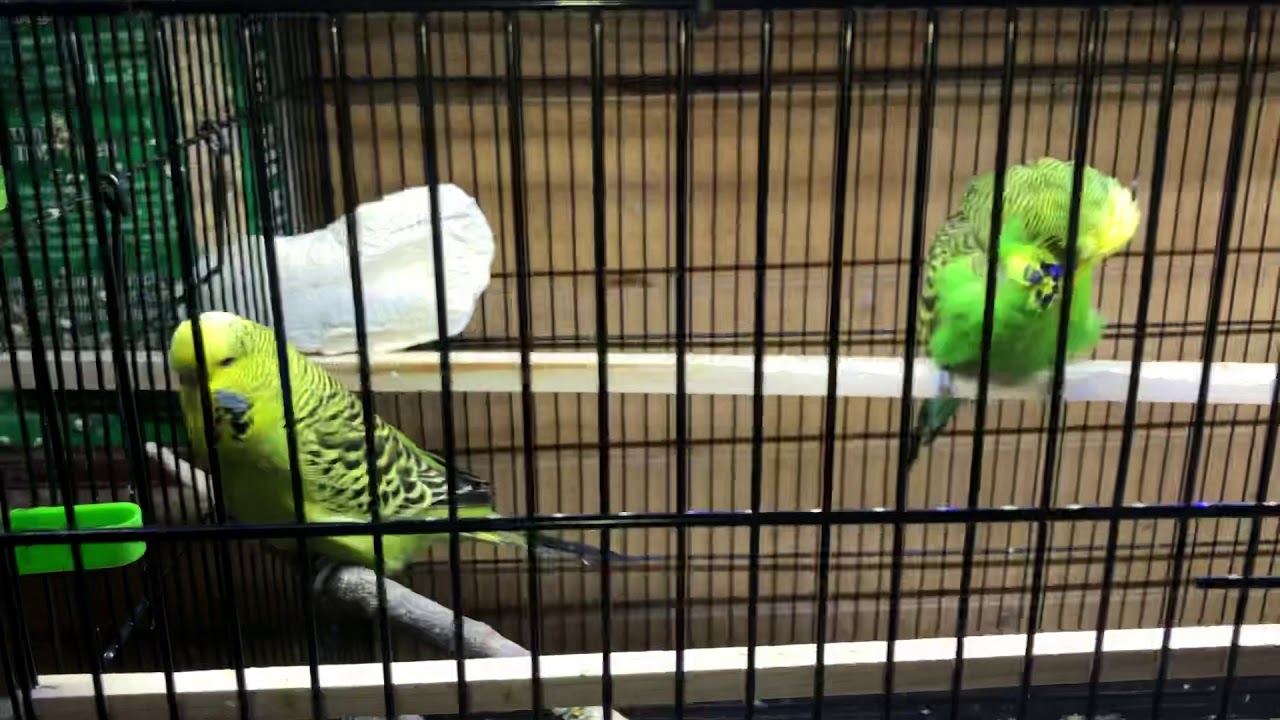 English Budgie Breeding Episode 1