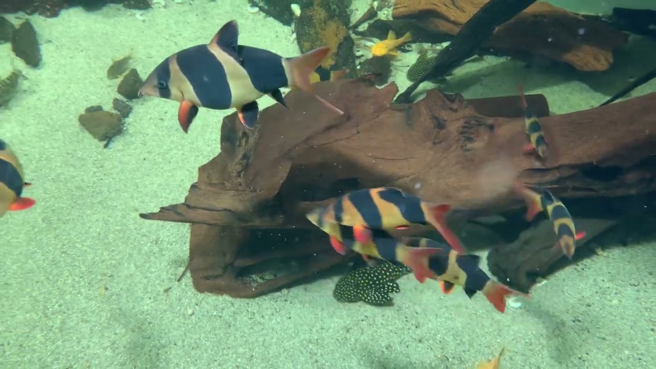 Clown loaches in the inner pond…