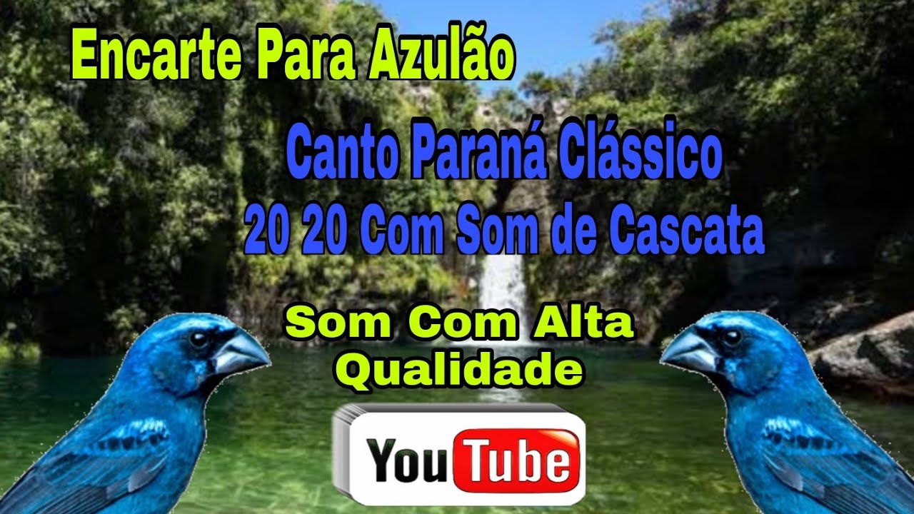 Encarte Para Azulão Com Canto Paraná 20 20 Clássico Com som de cascata/Para Encartar Azulão Pardos