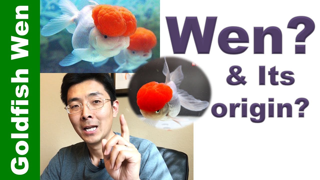 The Mystery of Goldfish WEN & its Origin 👉