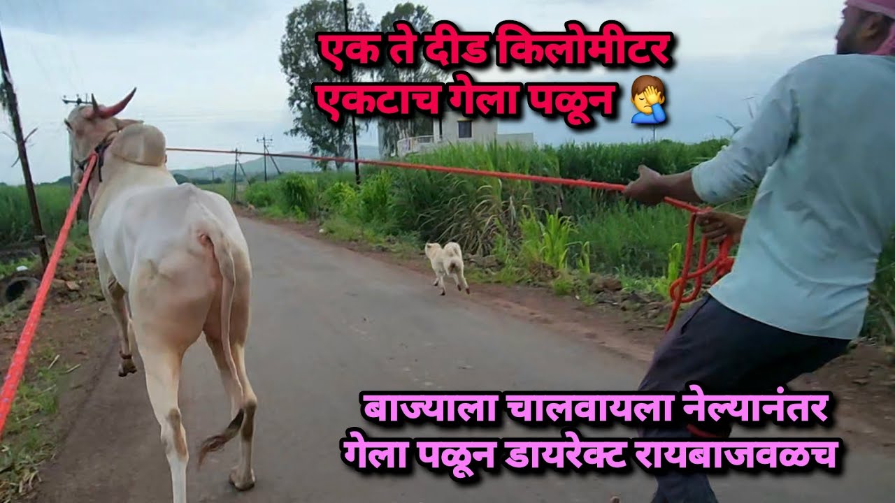 बाज्याला चालवायला नेल्यानंतर एक किलोमीटर एकटाच गेला पळून डायरेक्ट रायबाजवळ 🤦‍♂️ Bailgada Sharyat |