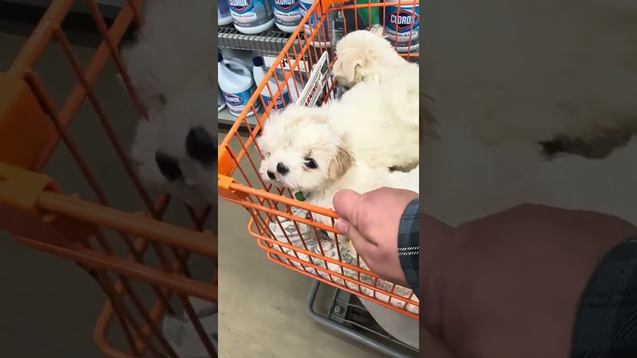 Niki puppies 02/05/26