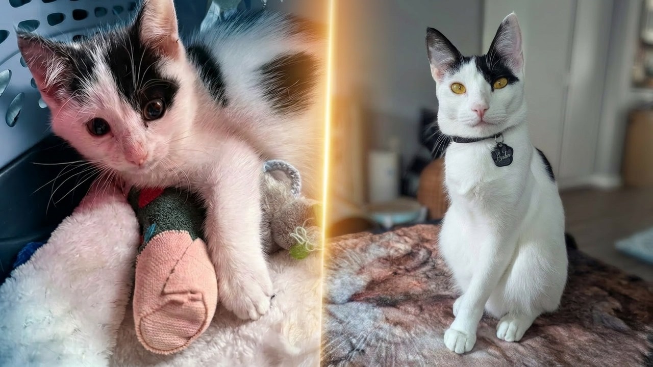 Травмированный котенок потерял лапу, но обрел целую семью!
