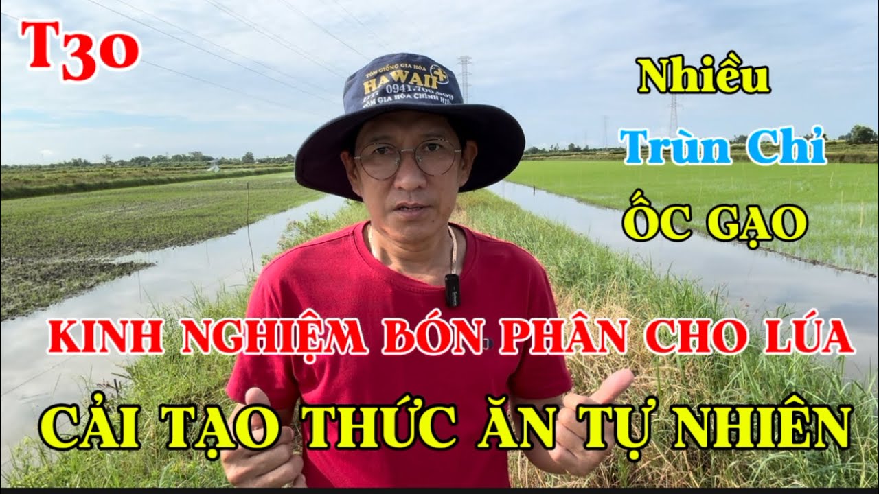 CHIA SẺ KINH NGHIỆM BÓN PHÂN  CHO LÚA TRÊN ĐẤT NUÔI TÔM - TẠO TRÙN CHỈ ỐC GẠO 