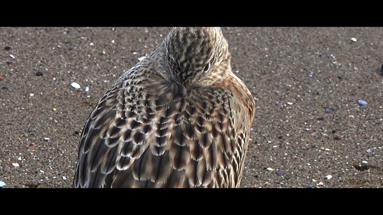 STILLING Seabirds keep warm