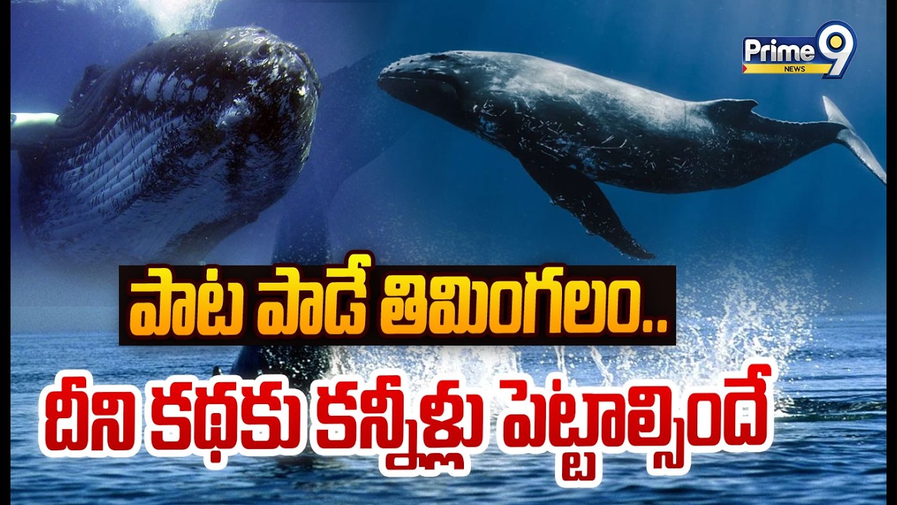 The 52-Hertz Whale Emotional Story : పాట పాడే తిమింగలం..దీని కథకు కన్నీళ్లు పెట్టాల్సిందే