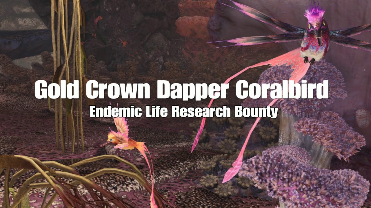 Gold Crown Dapper Coralbird Bounty Guide