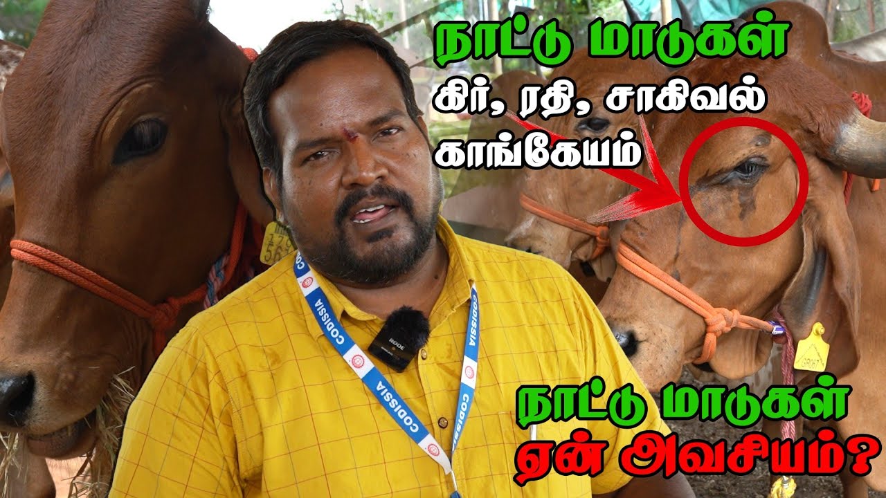 | மாடுகளை போக்குவரத்து செய்யும் ஒரே நிறுவனம் கிட்டத்தட்ட 3200 கி.மீ |  நாட்டு மாடு என்றால் என்ன? |