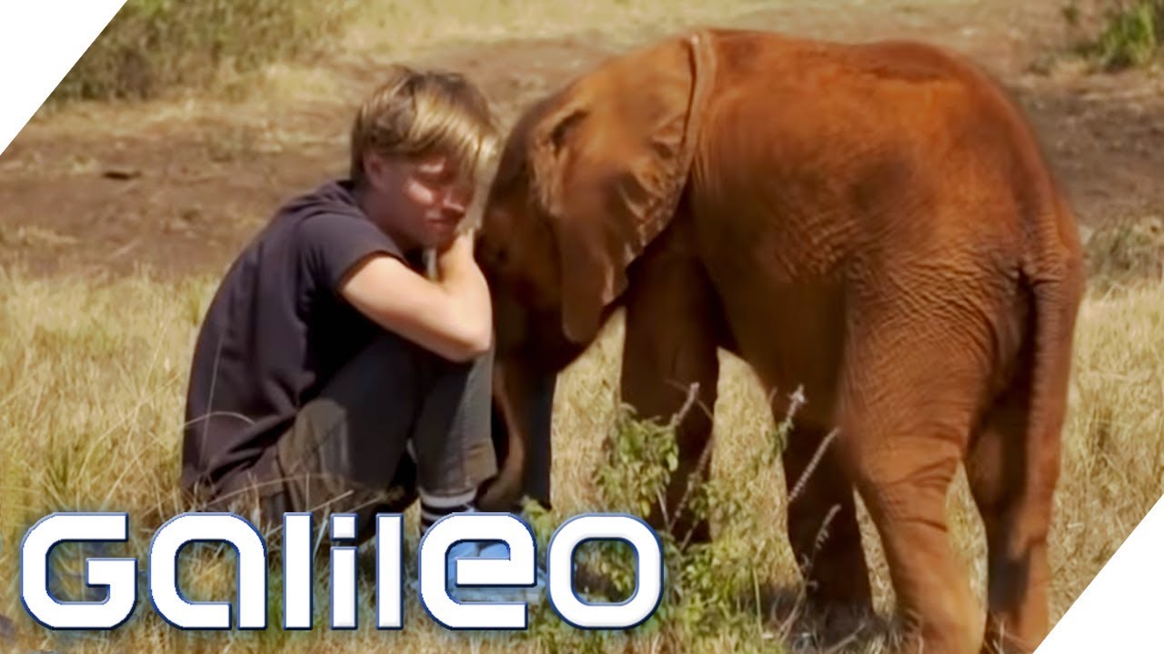 Dieser Elefant tröstet einen Menschen: Können Tiere lieben wie Menschen? | Galileo | ProSieben