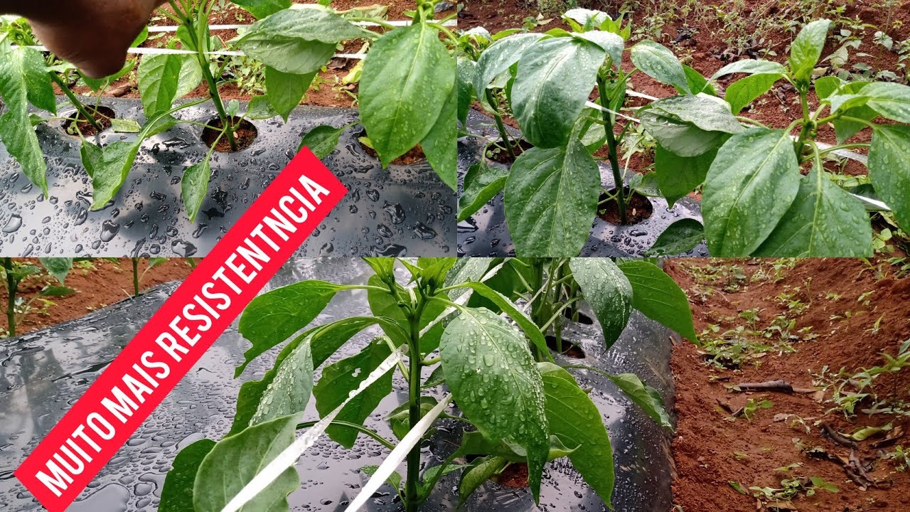 Piment&atilde;o: Como engrossar o caule da sua planta
