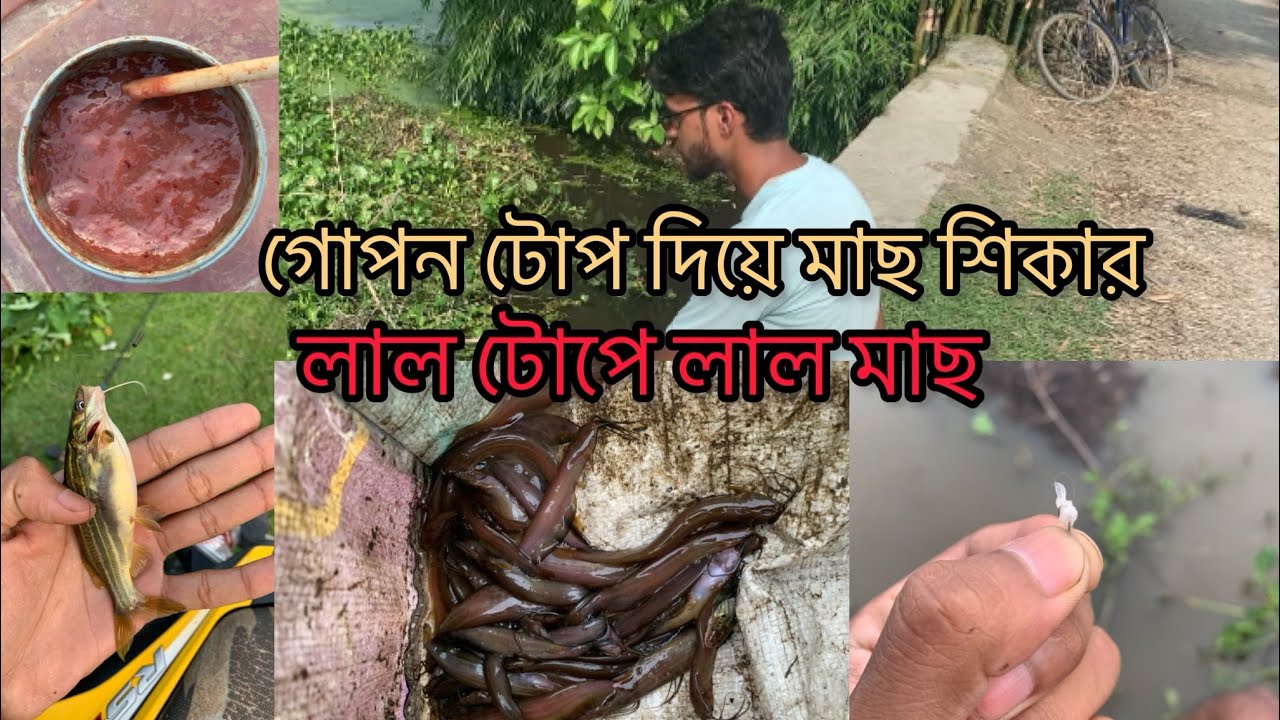 পুকুরে লাল মাছ শিকার .desi fishing videos .bengali fishing videos #fishing