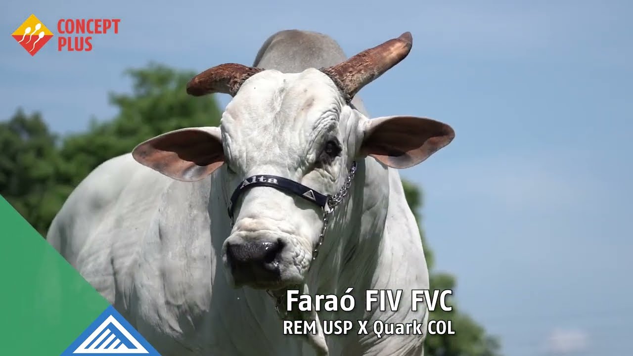 Faraó FIV FVC