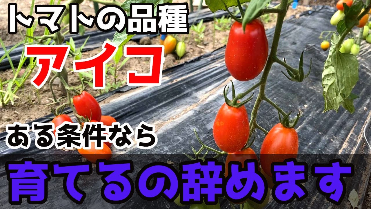 【トマト】人気品種アイコを育てている方へ、美味しいトマト育てられていますか？【家庭菜園】