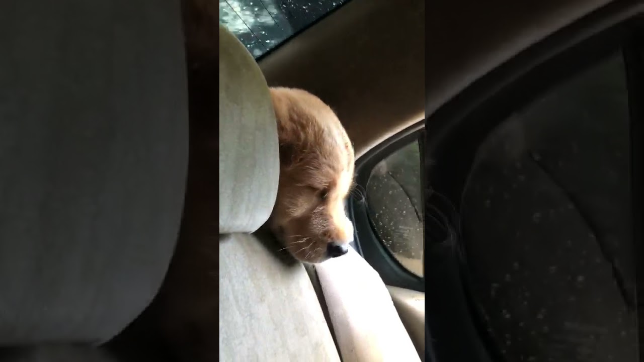 Toaby's Traveling mood🐶😂😍