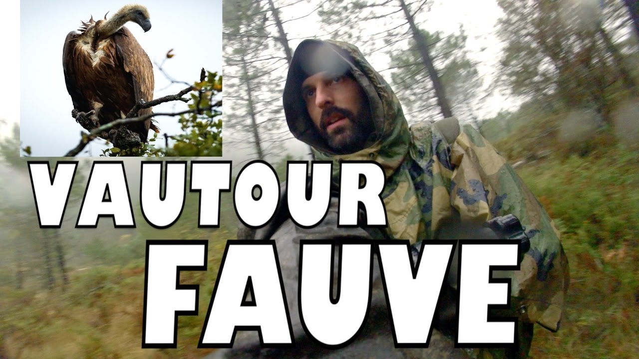 APPROCHE D'UN VAUTOUR FAUVE ( photographie animalière)