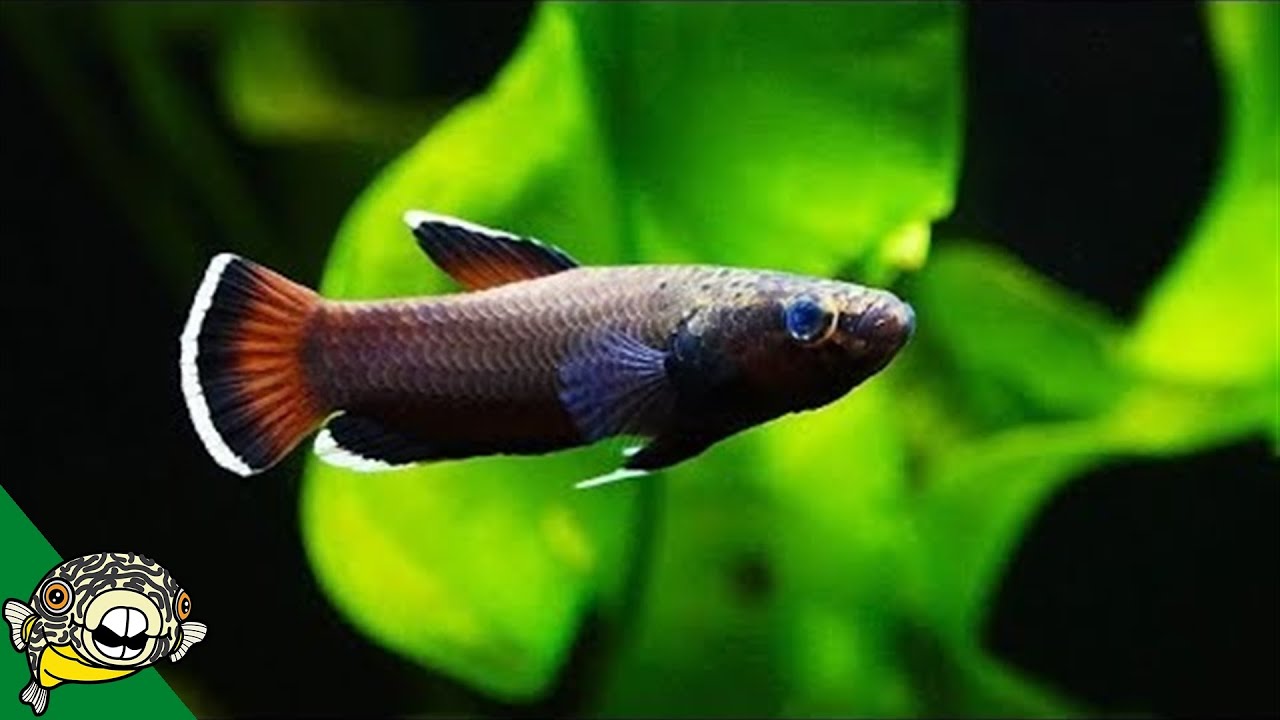 Feeding Betta Fish Live Food