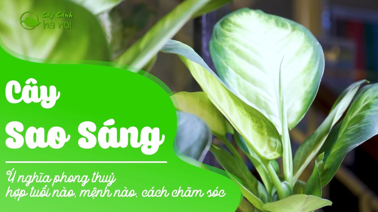C&acirc;y Sao S&aacute;ng: &Yacute; nghĩa phong thuỷ, hợp tuổi n&agrave;o, mệnh n&agrave;o, c&aacute;ch chăm s&oacute;c