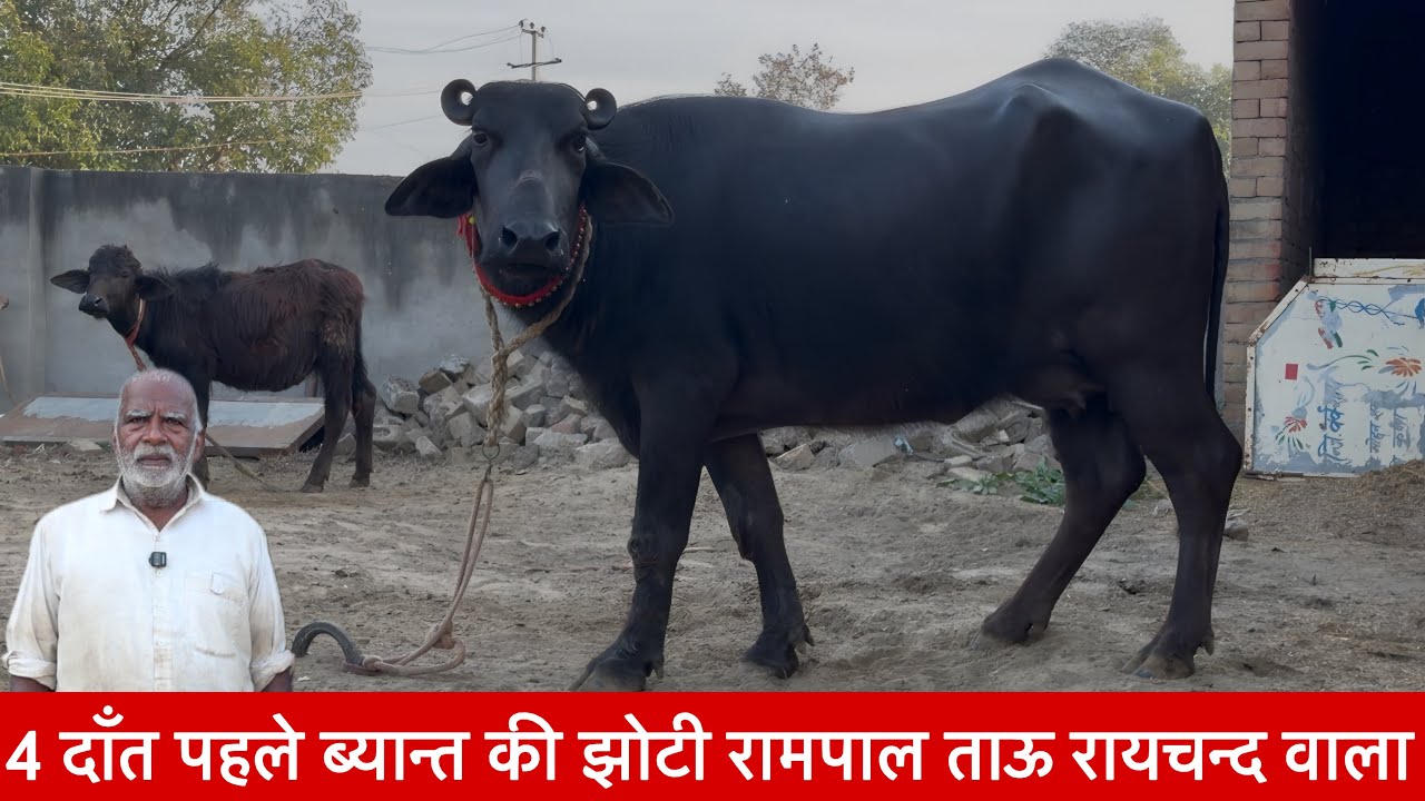 4 दाँत पहले ब्यान्त की झोटी रामपाल ताऊ रायचन्द वाला 4 Teeth Murra Jhoti ✅