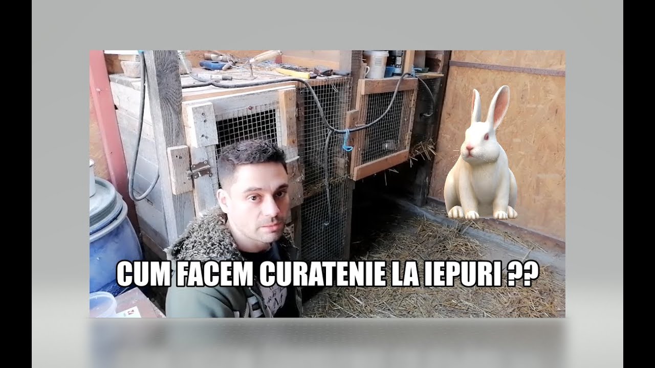 CUM FACEM CURATENIE LA IEPURI ??#rabbit
