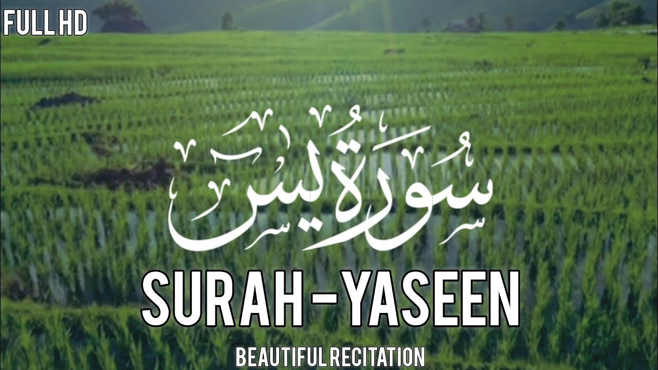 Surah Yasin Full Recitation| Surah Yaseen |یٰس | @Msadeeq059