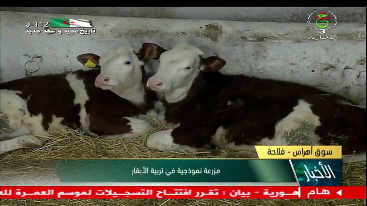 مزرعة نموذجية لتربية الأبقار بسوق أهراس