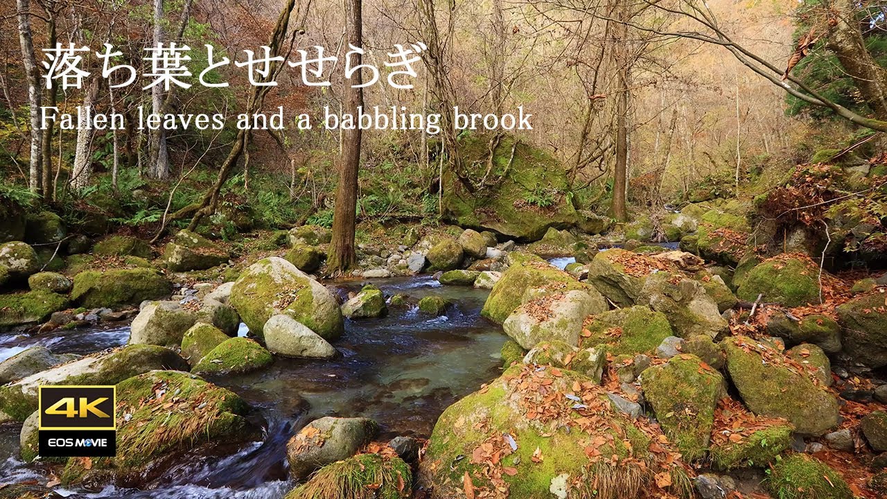4K + 自然環境音  /  岐阜県高山市　落ち葉とせせらぎ