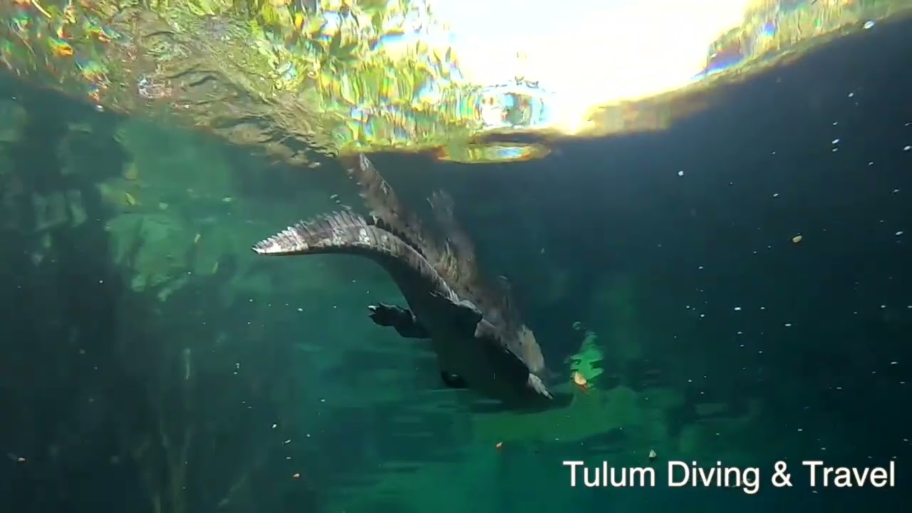 Tulum Diving and Travel  -  Scuba the best Cenotes in Tulum
