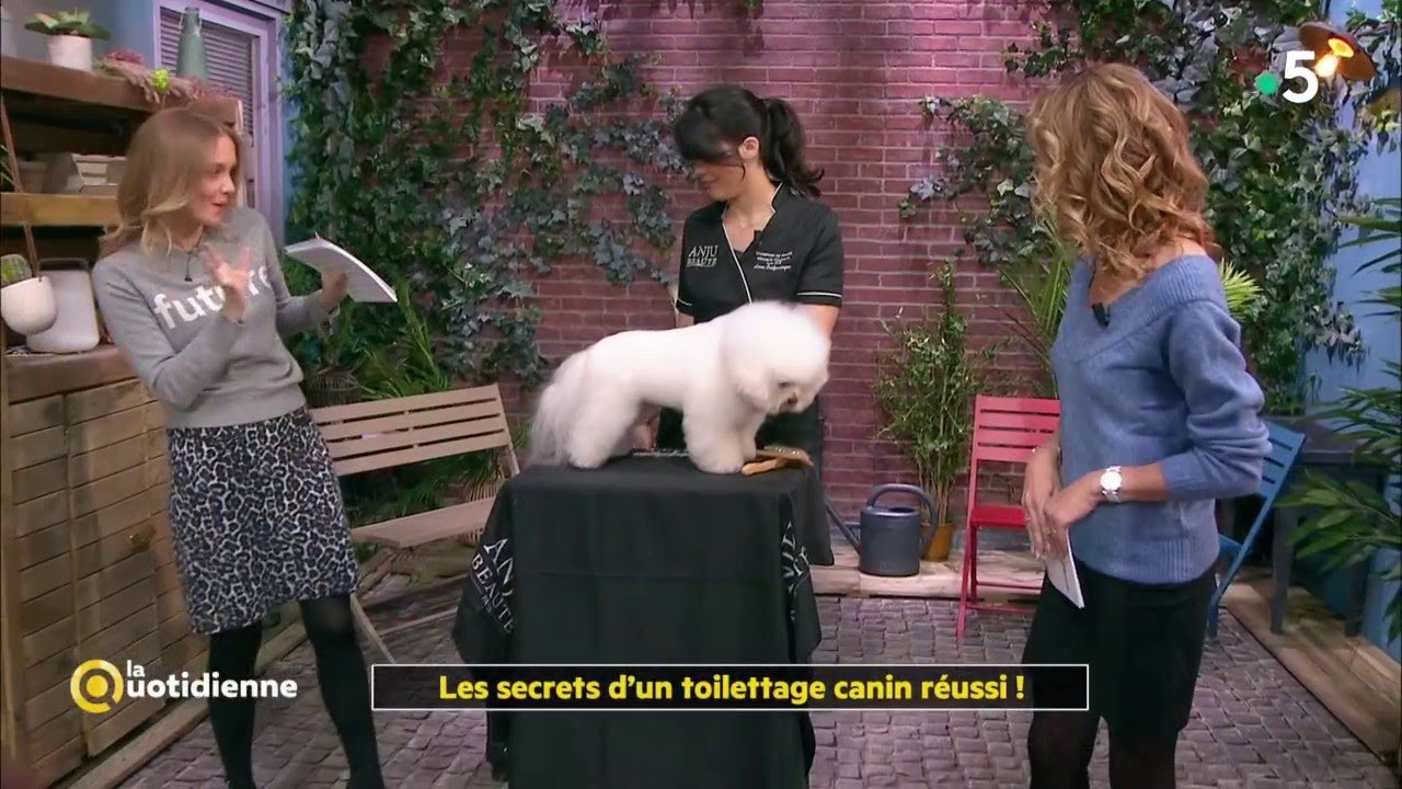 Les secrets d'un toilettage canin réussi ! - La Quotidienne