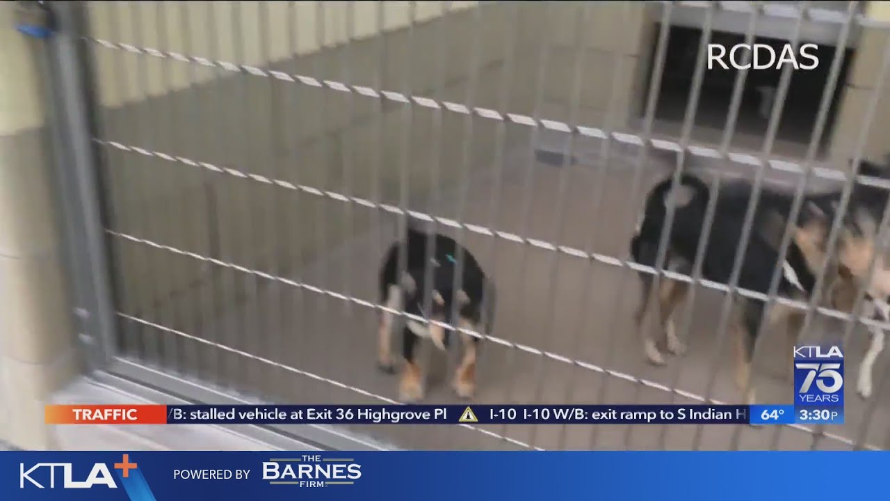 Inland Empire animal shelters full