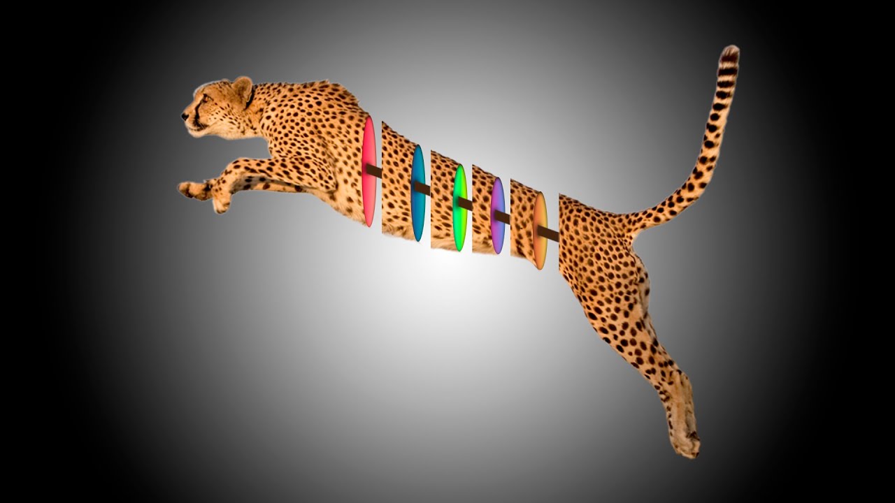 TRANCHER un ANIMAL avec PHOTOSHOP CC 2020 Bruno Sorce
