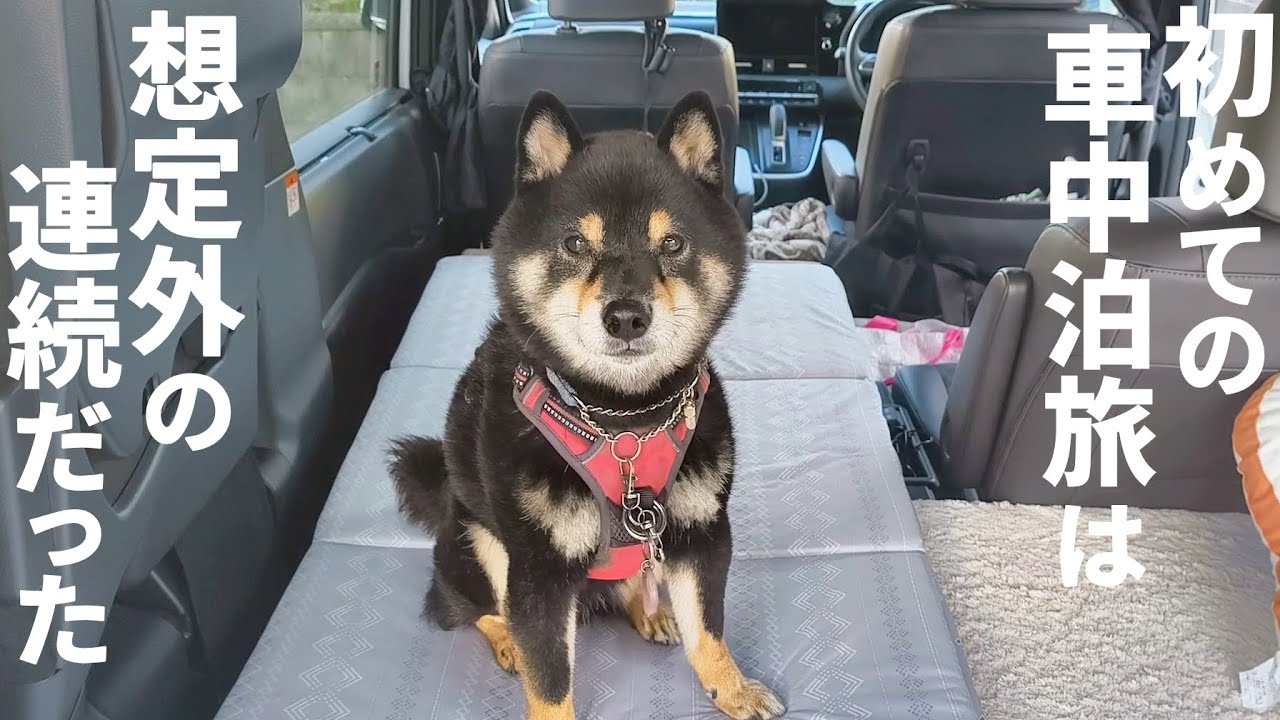 柴犬と初めて車中泊旅をしたら色んな事が起こります。【黒柴犬】【shiba inu】