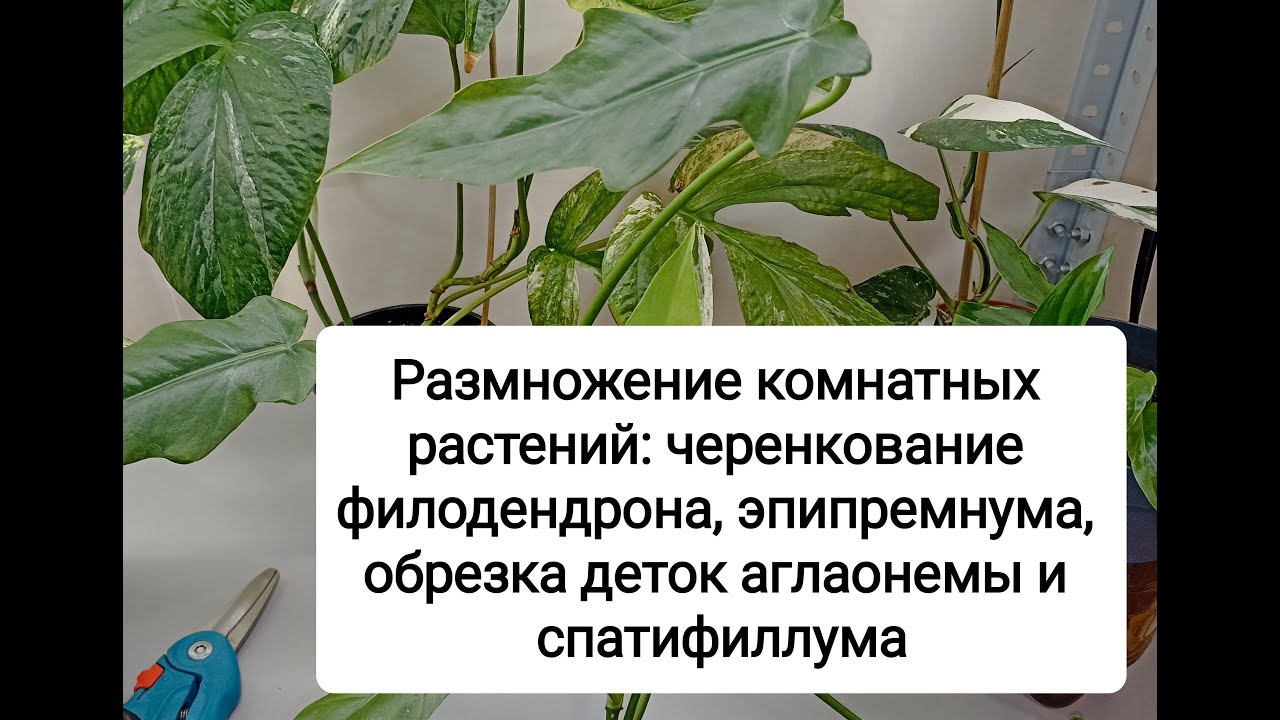 Размножение комнатных растений - филодендрона, эпипремнума, аглаонемы, спатифиллума