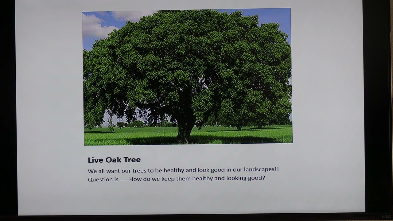 Lunch and Learn Jan 14, 2026 - Travis on Trees