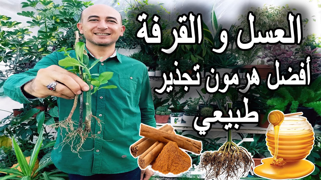 طريقة استخدام العسل و القرفة لزراعة النباتات, العسل و القرفة لتجذير النباتات, Honey and Cinnamon