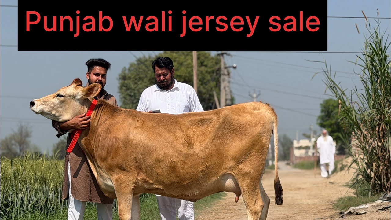 62390-97924,  ਜਰਸੀ ਪੰਜਾਬ ਵਾਲੀ ਅਤੇ 17 ਕਿਲੋ ਵਾਲੀ ਤਾਜੀ ਸੂਈ ਮੱਝ ਵਿਕਾਊ ਪਿੰਡ ਹਡਿਆਇਆ ਬਰਨਾਲਾ