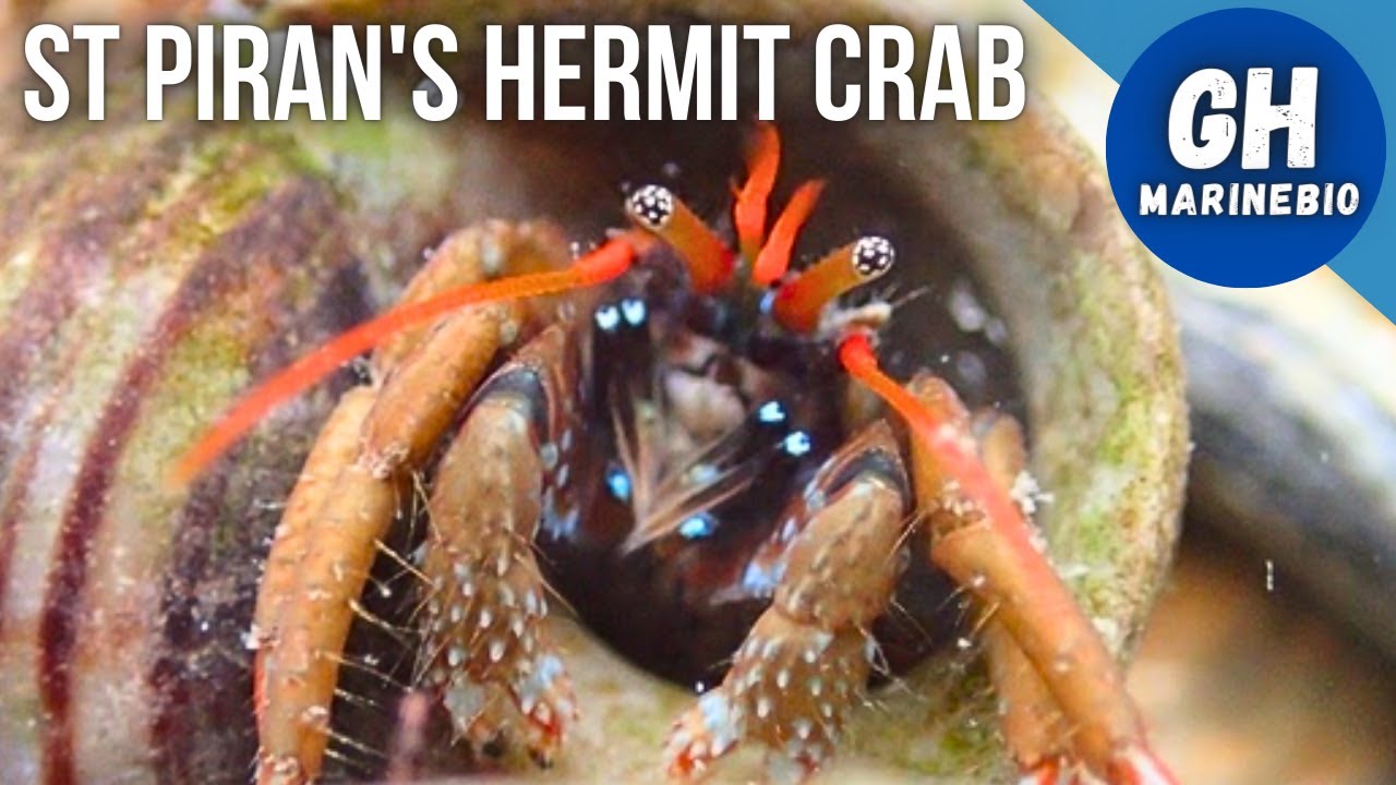 Species Spotlight - St Piran's hermit crab (Clibanarius erythropus)