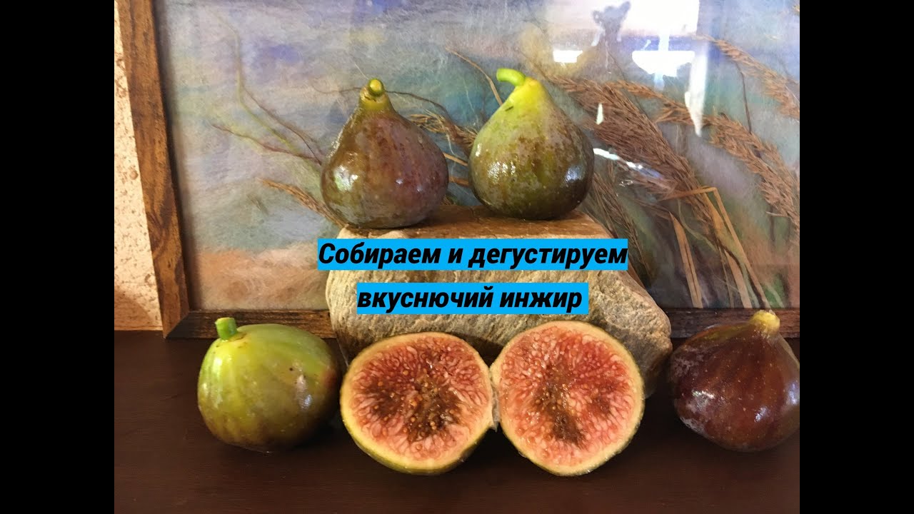 Ficus carica, figs Blanche d’Argenteuil, White Tuscan, Zaffiro ( F.L), Ali-Al (F.L), Saint Francisco