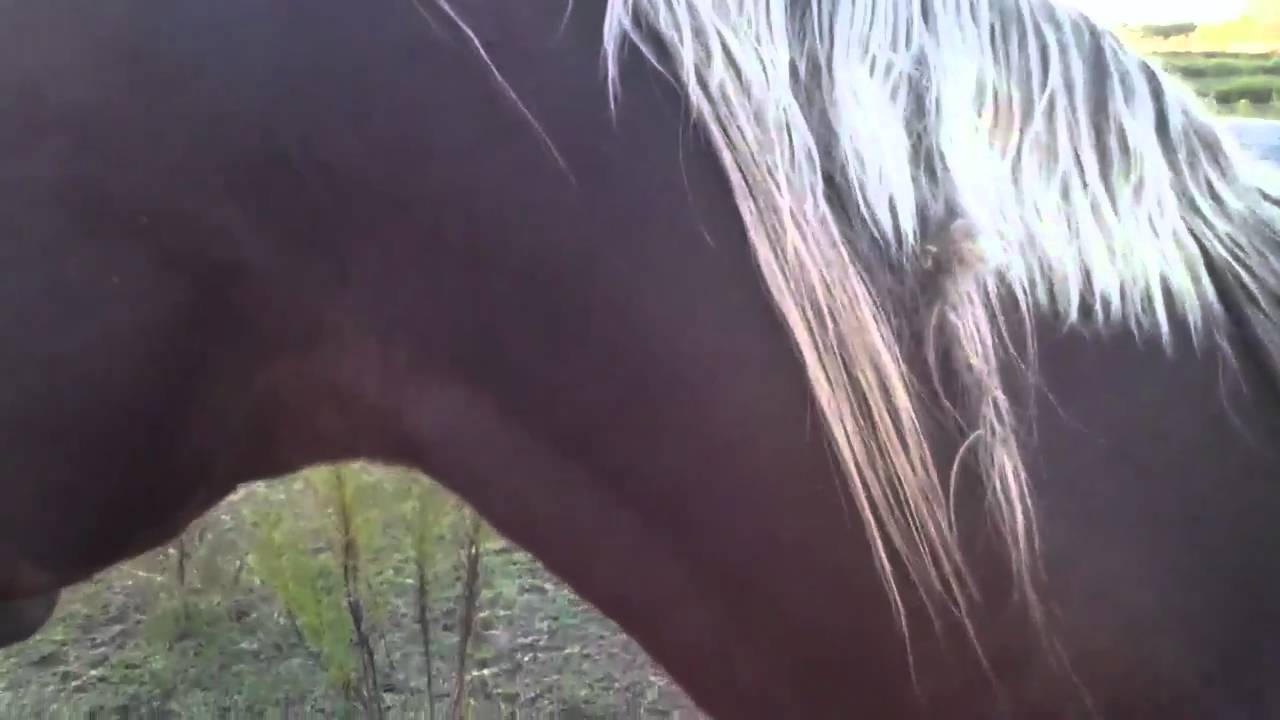 Petting a horse