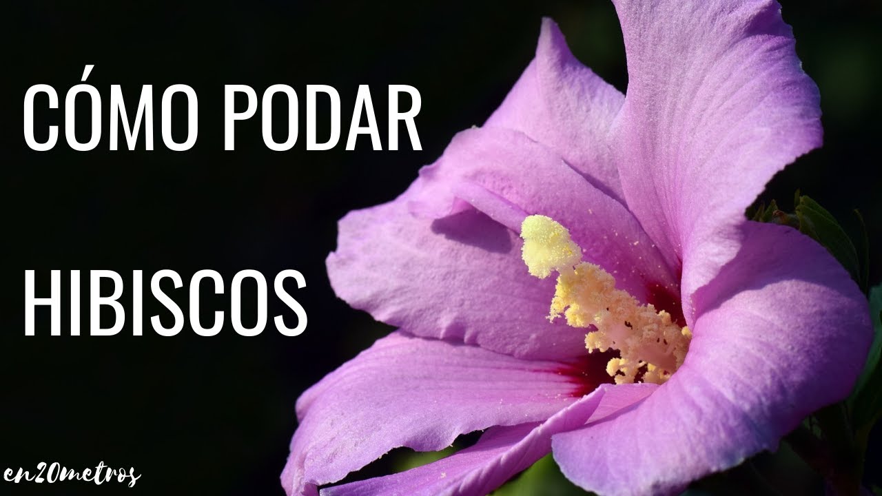 Cómo PODAR UN HIBISCO para tener más flores || en20metros