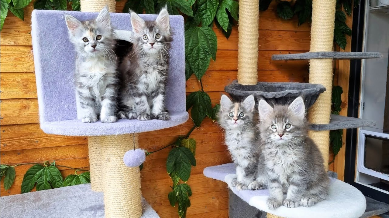 Little Kittens Play in a Huge Cat Tree For the First Time!