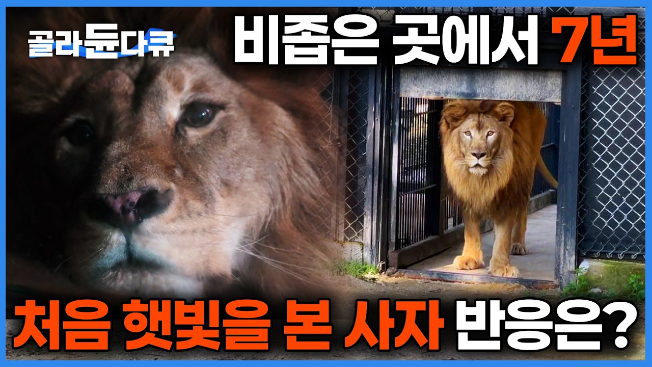 평생 시멘트 바닥에서 갈비뼈가 드러나도록 방치됐던 사자를 데려왔더니 상상조차 못 한 충격적인 변화가 시작된다｜갈 곳 없는 멸종위기 동물의 마지막 안식처｜PD로그｜#골라듄다큐