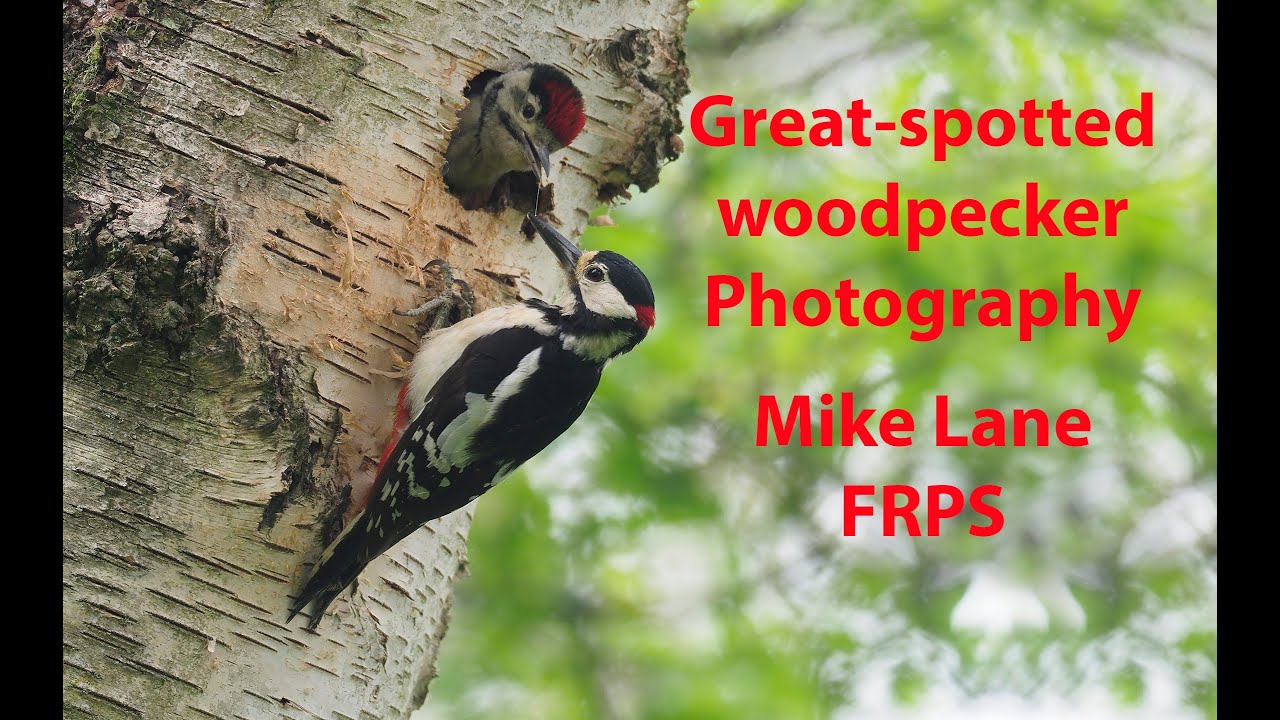 How to Photograph Great-spotted woodpecker