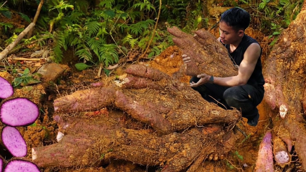 CEO Minh Trieu harvests wild purple sweet potatoes and cooks, living a self-sufficient life.