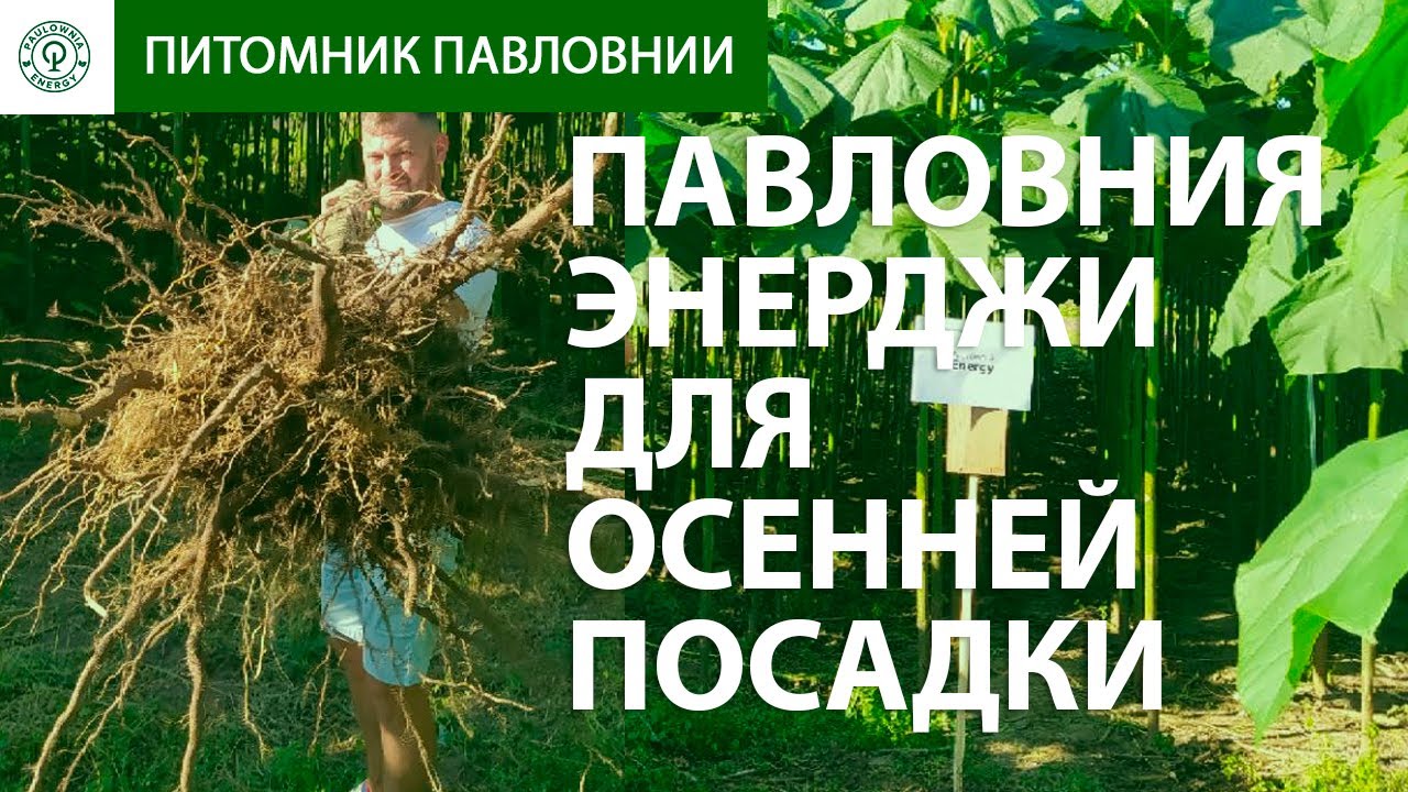 Саженцы Павловнии для осенней посадки. Морозостійкі саджанці Павлонії для бізнесу, для деревини.