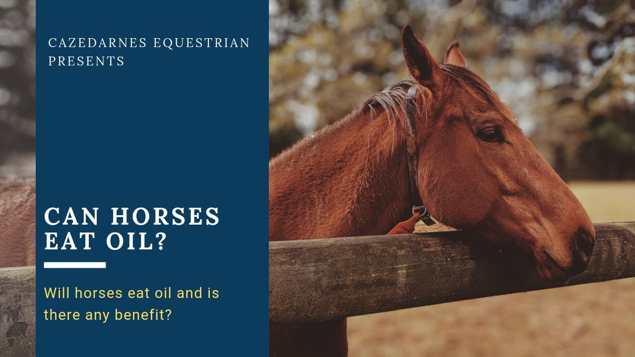 Can Horses Eat Oil
