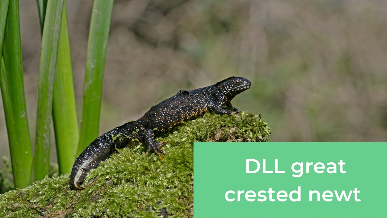 District Level Licensing for great crested newts – our story