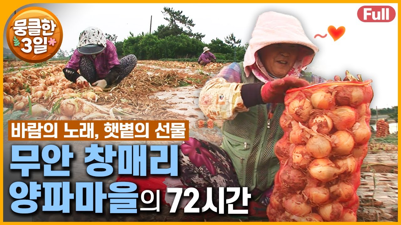 [풀영상] 까도 까도 나오는 양파의 매력 🧅 그 달콤함에 흠뻑 빠진 사람들의 이야기 🥰 다큐3일 &lsquo;무안 창매리 양파마을&rsquo; | KBS 방송