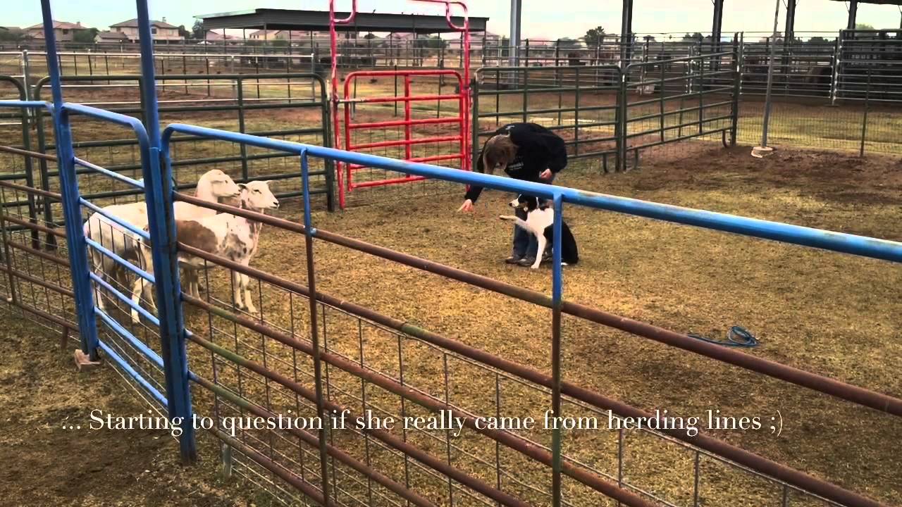 Flo's Herding Instinct Test