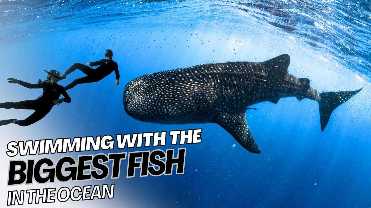 SWIMMING with WHALE SHARKS on the Ningaloo Reef in Australia!